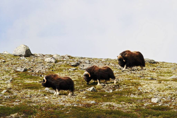 Family of Muskox (Ovibos moschatus) standing on horizont in Greenland. Mighty wild beasts. Big animals in the nature habitat, Arctic and landscape with grass, cloudy sky, rocks, herd of mammal - Foto, afbeelding