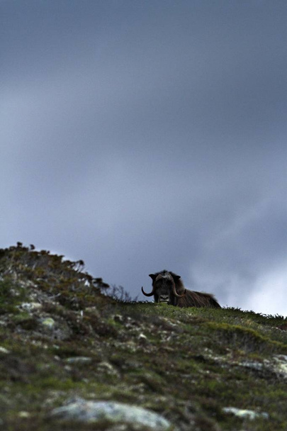 Pižmoň severní (Ovibos moschatus) stojící na horizont v Grónsku. Moc divoká bestie. Velká zvířata v přírodě prostředí, krajina s trávou a sníh v pozadí, divoké scény z arktické prostředí - Fotografie, Obrázek