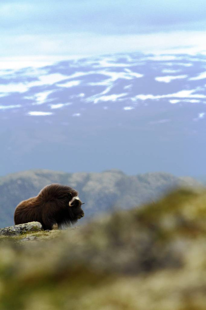 Muskox (Ovibos moschatus). Härkähärkä laiduntaa rauhallisesti Dovrefjellissä (Norja). Mahtava villipeto. Pilvinen. Muskox kanssa vuoren peitossa lunta taustalla, iso eläin luontotyypissä
 - Valokuva, kuva