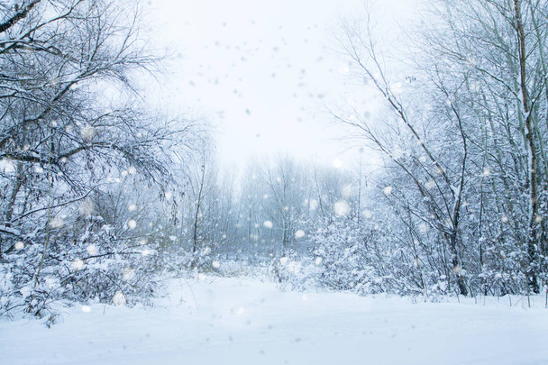 White trees and bushes. Quiet snow day on a forest. Calm winter landscape. Christmas background. - Foto, Imagem