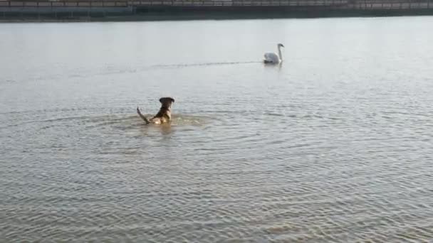 Dog barking on a swan in a water - Footage, Video