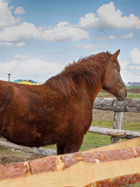 Horse in nature. Portrait of brown horse. - 写真・画像