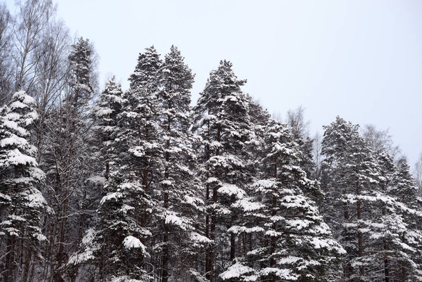 Spruce trees covered with snow in Karelian isthmus, Russia. - Φωτογραφία, εικόνα