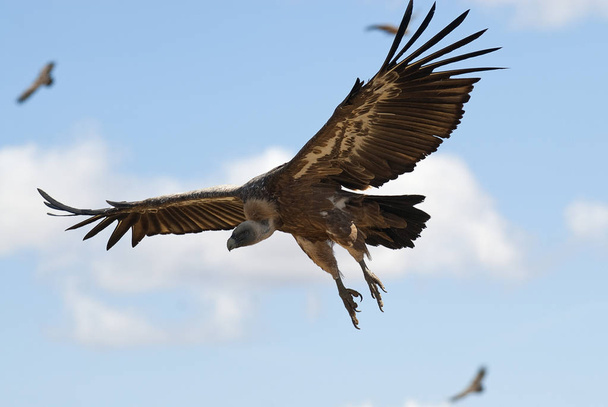 Griffon Vulture (Gyps fulvus) volant, silhouette d'oiseau - Photo, image