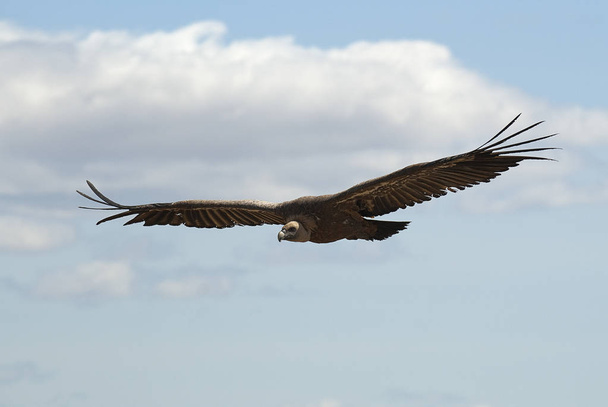 Griffon Vulture (Gyps fulvus) vliegen, silhouet van vogel - Foto, afbeelding
