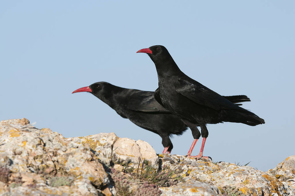 Red billed Chough, Pyrrhocorax pyrrhocorax, pair of birds standing on a rock - Photo, Image