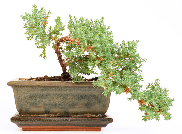 bonsai in the pot - Photo, Image