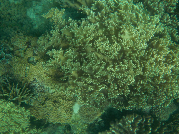Граждане океана с интересной глубиной кораллов
 - Фото, изображение