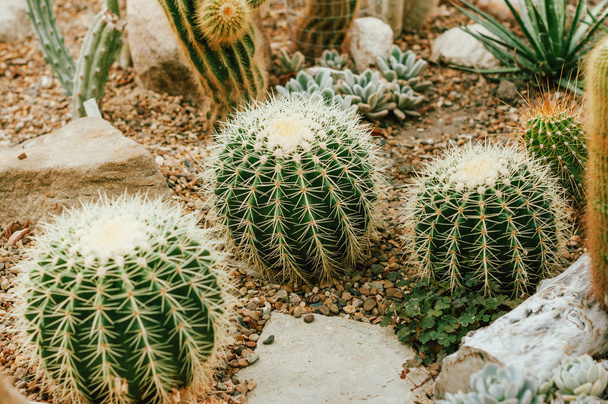 Φωτογραφία του thre big cactus ή suculent στον κήπο - Φωτογραφία, εικόνα