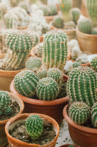 Cactus verde y pequeño o suculento
 - Foto, imagen