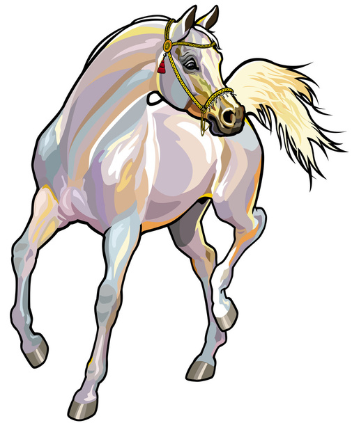 άσπρο αραβικό άλογο με το χαλινάρι - Διάνυσμα, εικόνα