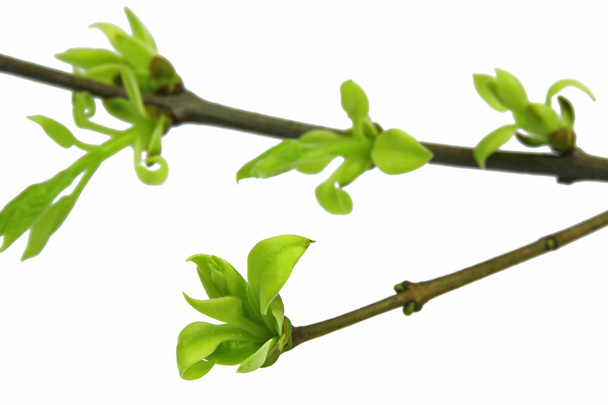 zelené větvičky lila s poupaty izolovaných na bílém pozadí - Fotografie, Obrázek