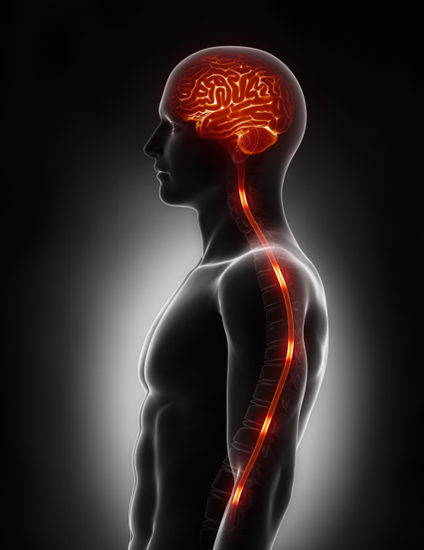 Energieimpulse der Rückenmarksnerven ins Gehirn - Foto, Bild