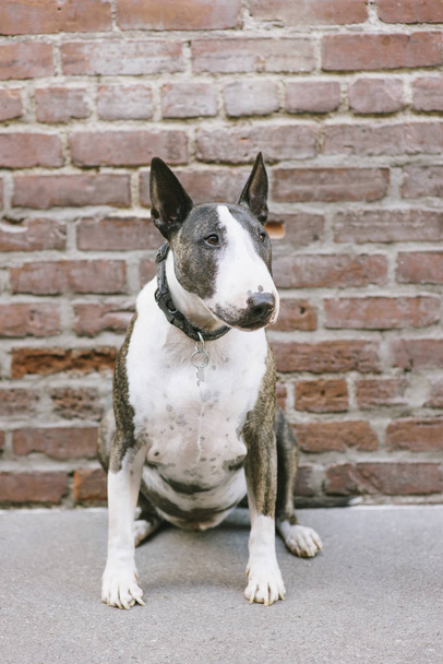 Retrato de perfil de un macho Bull Terrier sentado frente a una pared de ladrillo rojo
 - Foto, imagen