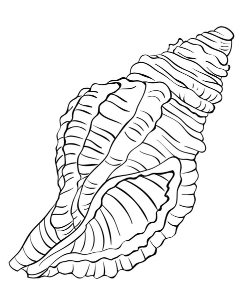 A cute shell  image for relaxing activity.A coloring book,page for adults and children.Line art style illustration for print.Poster design. - Vector, imagen