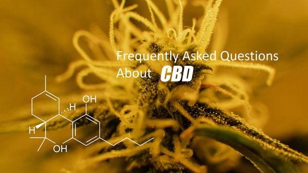  Marihuana schubben op een bloeiende plant. CBD elementen binnen cannabis toppen  - Foto, afbeelding