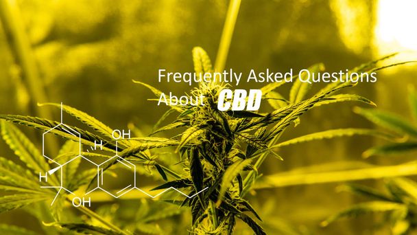  Marihuana schubben op een bloeiende plant. CBD elementen binnen cannabis toppen  - Foto, afbeelding