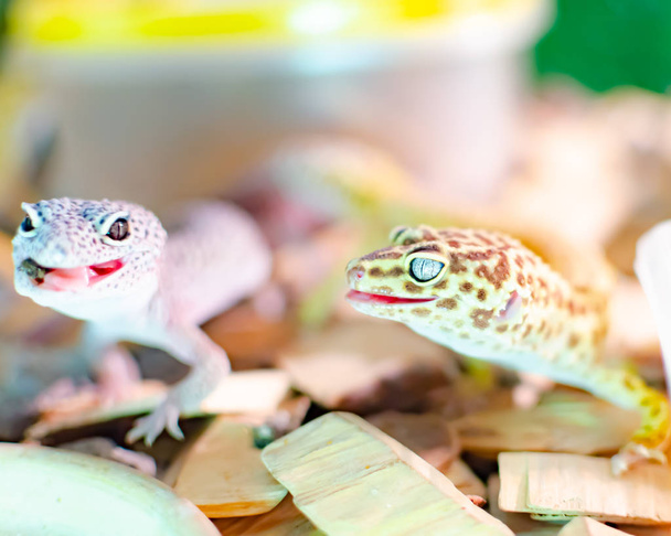 Leopard Gecko ( Eublepharis macularius ). Exotic animals in the human environment. Reptile feeding by insects - Photo, Image