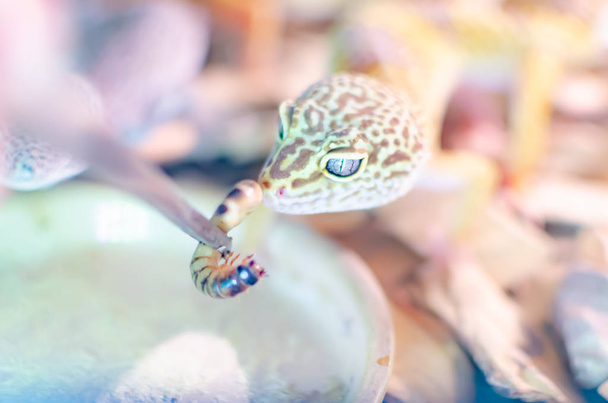 Leopardo Gecko (Eublepharis macularius). Animales exóticos en el ambiente humano. Alimentación de reptiles por insectos
 - Foto, imagen