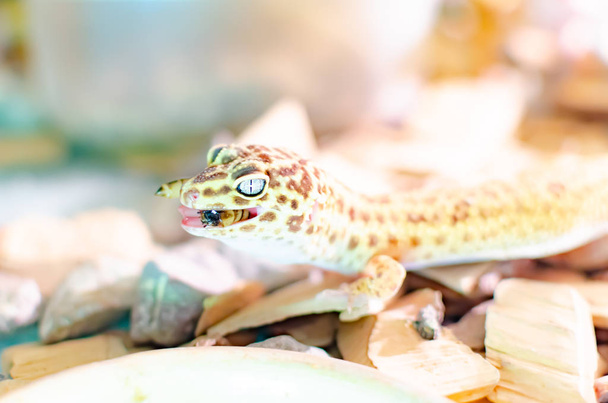 Leopardo Gecko (Eublepharis macularius). Animales exóticos en el ambiente humano. Alimentación de reptiles por insectos
 - Foto, imagen