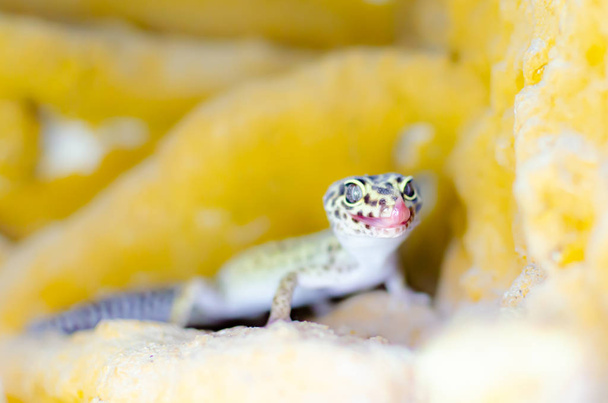 Leopard Gecko ( Eublepharis macularius ). Exotic animals in the human environment. Reptile feeding by insects - Photo, Image