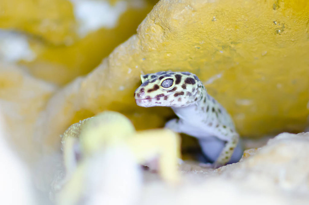 Leopardo Gecko (Eublepharis macularius). Animais exóticos no ambiente humano. Alimentação de répteis por insetos
 - Foto, Imagem