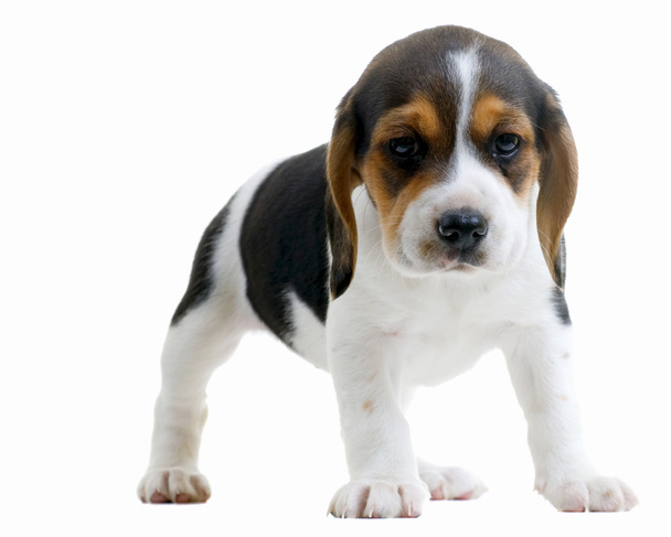 Beagle - Fotografie, Obrázek