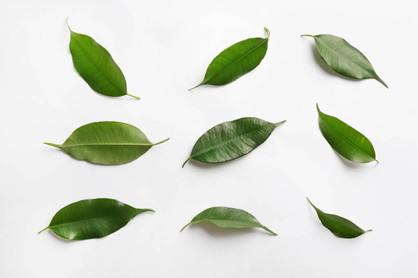 Fresh green ficus leaves on white background, top view - Foto, Bild