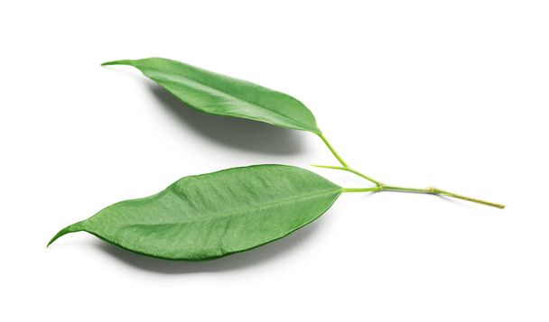Fresh green ficus leaves on white background - Foto, afbeelding