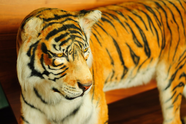 Tiger - Foto, Bild