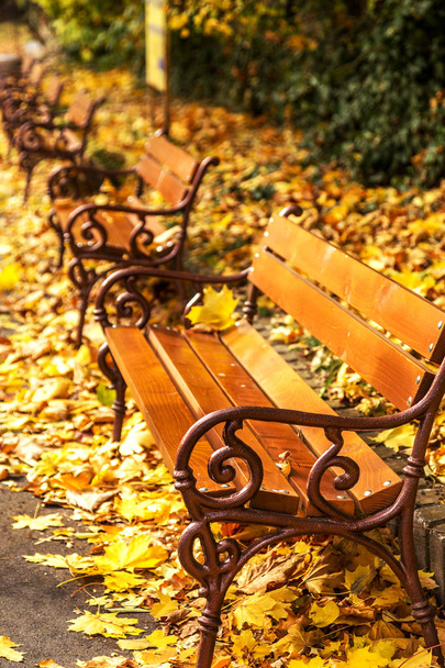 Fából készült padok, a városi park az őszi színes lehullott levelek az őszi napsütésben. Városliget, őszi - Fotó, kép