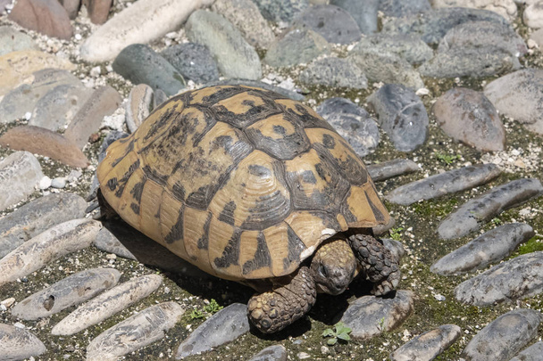 BiH, Mostar - czerwca 2018 r.: Żółw na ulicy  - Zdjęcie, obraz