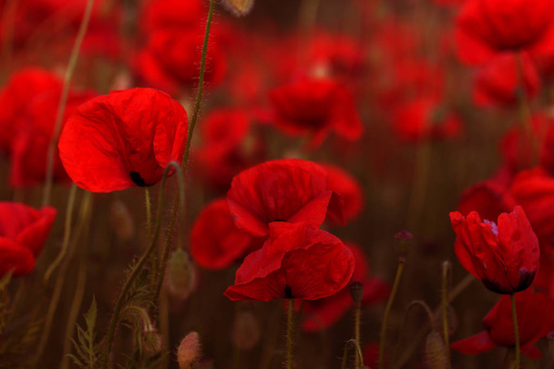 Czerwone maki kwiaty kwitnąć na dzikie pola. Piękne czerwone Maki z Selektywny fokus. Czerwone maki w miękkie światło. Maku. Polanie czerwone Maki. Tonowania. Kreatywne przetwarzanie w ciemnym niski klucz - Zdjęcie, obraz