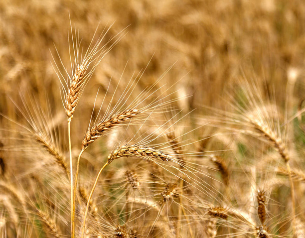 Спелые поля желтой пшеницы готовы к сбору урожая. Красивый осенний пейзаж в яркий солнечный день
 - Фото, изображение