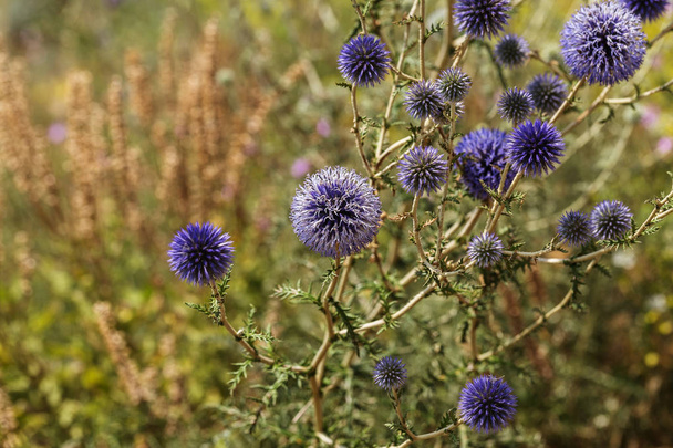 Λουλούδια της άνθισης μπλε κάρδο στο Λιβάδι. Κεφάλια λουλούδι της Echinops, μπλε γαϊδουράγκαθο ή γάλα γαϊδουράγκαθο, Echinops spinosissimus Turra είναι Ευρωπαϊκού φυτικών ειδών στην οικογένεια κάρδων στην οικογένεια του ηλίανθου - Φωτογραφία, εικόνα