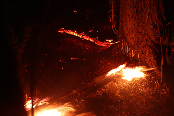 森林火災。倒れた木が焼けて煙時の地面の多くの vildfire。火災は、すべて去ることだけ焦げた木とアッシュを破棄します。森が燃えては自然災害です。森林火災の可視化 - 写真・画像