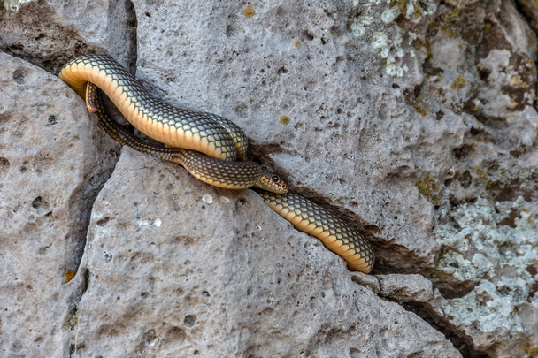 Wygrzewać się na słońcu w kamień crack tchórzliwy snake. Największy wąż w Europie. Do 2,5 metrów. Bardzo agresywne węża. Selektywny fokus. Atak ruchu - Zdjęcie, obraz