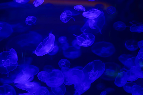 Kaunis meduusa, medusa neonvalossa kalojen kanssa. Vedenalaista elämää meren meduusoissa. jännittävä ja kosminen näky
 - Valokuva, kuva