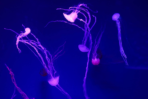 Beautiful jellyfish, medusa in the neon light with the fishes. Underwater life in ocean jellyfish. exciting and cosmic sight - Фото, изображение