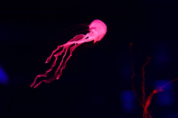 Beautiful jellyfish, medusa in the neon light with the fishes. Underwater life in ocean jellyfish. exciting and cosmic sight - Foto, Imagem