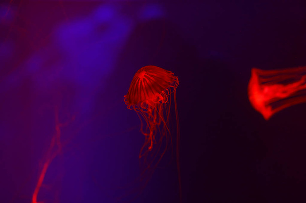 Beautiful jellyfish, medusa in the neon light with the fishes. Underwater life in ocean jellyfish. exciting and cosmic sight - Foto, immagini