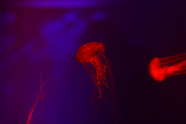 Beautiful jellyfish, medusa in the neon light with the fishes. Underwater life in ocean jellyfish. exciting and cosmic sight - Zdjęcie, obraz