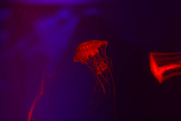 Beautiful jellyfish, medusa in the neon light with the fishes. Underwater life in ocean jellyfish. exciting and cosmic sight - Photo, Image