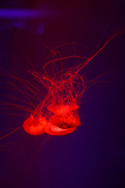 Beautiful jellyfish, medusa in the neon light with the fishes. Underwater life in ocean jellyfish. exciting and cosmic sight - Foto, Imagem