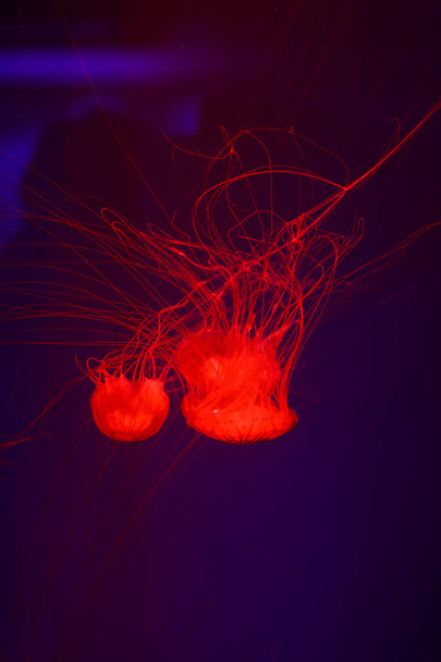 Beautiful jellyfish, medusa in the neon light with the fishes. Underwater life in ocean jellyfish. exciting and cosmic sight - Fotoğraf, Görsel