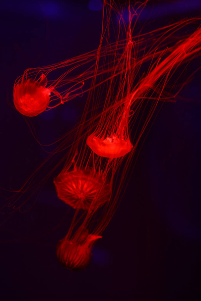 Beautiful jellyfish, medusa in the neon light with the fishes. Underwater life in ocean jellyfish. exciting and cosmic sight - Fotoğraf, Görsel