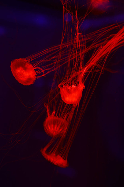 Beautiful jellyfish, medusa in the neon light with the fishes. Underwater life in ocean jellyfish. exciting and cosmic sight - Foto, imagen