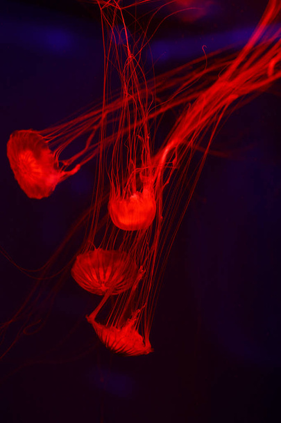 Beautiful jellyfish, medusa in the neon light with the fishes. Underwater life in ocean jellyfish. exciting and cosmic sight - Foto, afbeelding