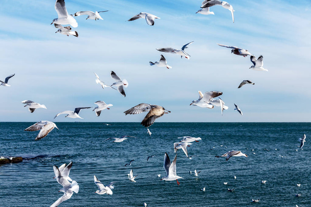 Mouettes affamées encerclant la plage d'hiver à la recherche de nourriture sur fond de mer et de ciel bleu. Oiseaux de mer en vol à la recherche de nourriture
. - Photo, image