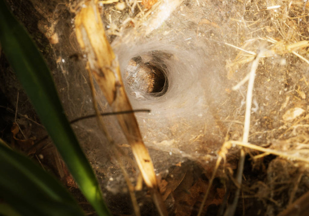Enter the spider's nest. This type of nest is called a spatial spider web, it is hidden in a pit. Tarantula Wait for the bait in the hole. Web with an entrance to the tarantula nest in the forest - Photo, Image